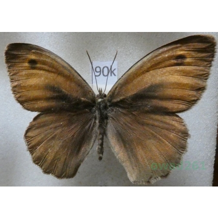 Maniola jurtina hispulla Esper, 1805 male Przestrojnik jurtina Spain90k